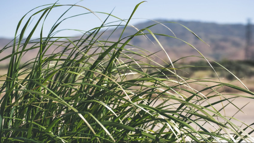 ciri-ciri tanah yang mengandung emas